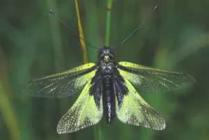 Gerahmter Druck : Schlangenadler des Pharao (Ascalaphus libelluloides) Gerahmter Druck : Schlangenadler des Pharao (Ascalaphus libelluloides)