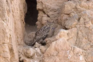 Gerahmter Druck : Pharaonen-Eule (Bubo ascalaphus) Gerahmter Druck : Pharaonen-Eule (Bubo ascalaphus)