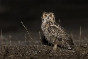 Gerahmter Druck : Pharaonen-Eule (Bubo ascalaphus)