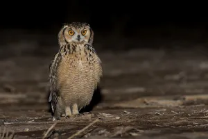Gerahmter Druck : Pharaonen-Eule (Bubo ascalaphus) Gerahmter Druck : Pharaonen-Eule (Bubo ascalaphus)