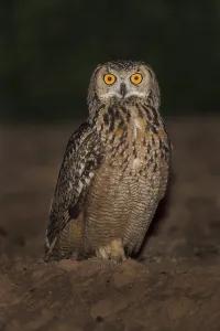 Gerahmter Druck : Pharaonen-Eule (Bubo ascalaphus)