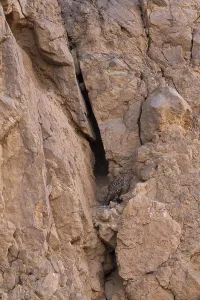 North Africa Animals Drucke: Pharaoh Eagle-Owl (Bubo ascalaphus)