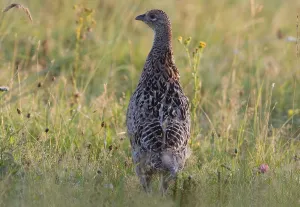Landfowl Species Drucke: pheasant