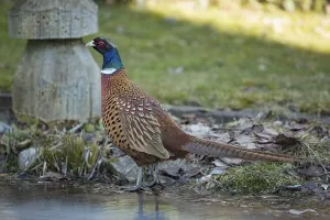 English Pheasant Drucke: Pheasant (Phasianus colchic)