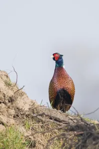 European Pheasant Drucke: Pheasant (Phasianus colchicus)