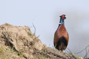Pheasant Male Drucke: Pheasant (Phasianus colchicus)