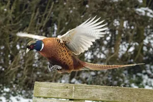 Fauna Photography Drucke: Pheasant (Phasianus colchicus)