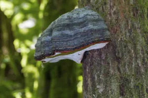 Bracket Fungus Identification Drucke: Phellinus igniarius (Phellinus igniarius)