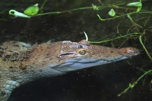 Wild Animal Photography Philippines Drucke: Philippine crocodile (Crocodylus mindorensis)