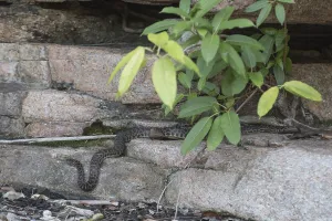 Australian Native Wildlife Drucke: Photograph of a wild python in Queensland