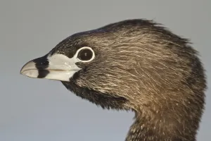 Pied-billed Grebe (Podilymbus podiceps)