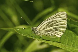 Pieris Napi Drucke: Pieris napi
