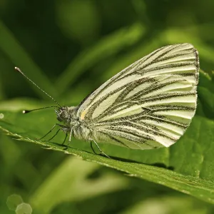 Pieris Napi Drucke: Pieris napi