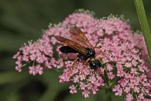 Ichneumon Wasp Drucke: Pimpla rufipes (Pimpla instigator)