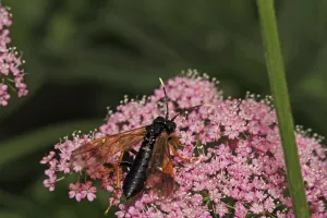 Ichneumon Wasp Drucke: Pimpla rufipes (Pimpla instigator)