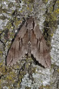 Camouflaged Insects Wildlife Drucke: Pine Hawk Moth