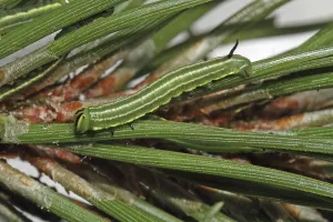 Pine Hawk Moth Drucke: Pine Hawk Moth