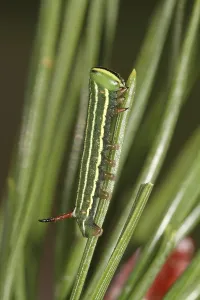 Pine Hawk Moth Drucke: Pine Hawk Moth