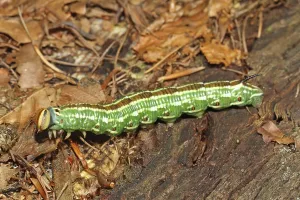Pine Hawk Moth Drucke: Pine Hawk Moth