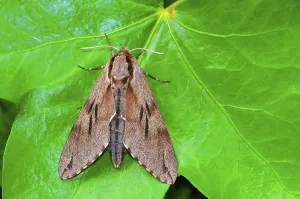High Angle View Photos Drucke: Pine Hawk Moth