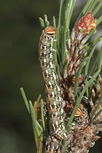 Pine Hawk Moth Drucke: Pine Hawk Moth