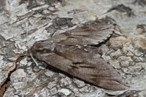 Pine Hawk Moth Drucke: Pine Hawk Moth