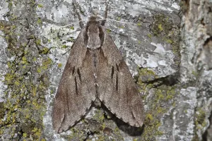 Pine Hawk Moth Drucke: Pine Hawk Moth