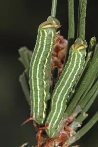 Pine Hawk Moth Drucke: Pine Hawk Moth