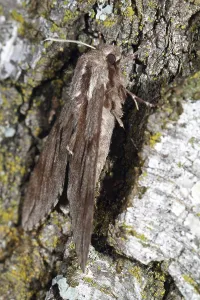 Pine Hawk Moth Drucke: Pine Hawk Moth
