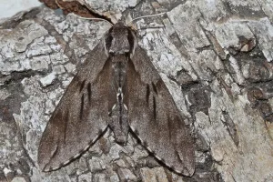 Pine Hawk Moth Drucke: Pine Hawk Moth
