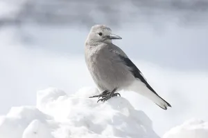 Rocky Mountains Winter Scene Drucke: Pinecracker, Clark's Nutcracker in the snow