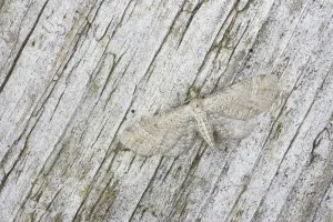 Lepidopteran Insects Europe Drucke: Plain Pug (Eupithecia simpliciata)