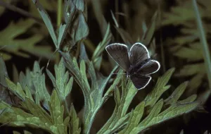 Diurnal Gossamer Winged Butterflies Drucke: (Plebejus eumedon), Lycaena eumedon