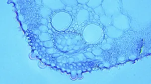 Livestock Farming Equipment Drucke: Poa Leaf cs under Optical Microscope
