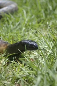 Scaled Reptile Portraits Drucke: Portrait of Australian black headed python