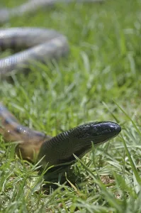 Wildlife Reptile Photography Drucke: Portrait of Australian black headed python