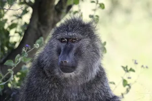 Old World Monkey Portrait Drucke: Portrait of Baboon (Papio anubis)