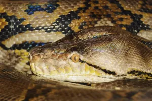 Portrait Of Python