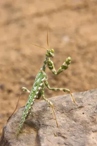 Sahara Desert Wildlife Drucke: Praying Mantis (Mantodea), Libya