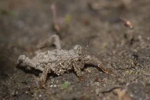 Camouflaged Insects In Nature Drucke: Predatory bug