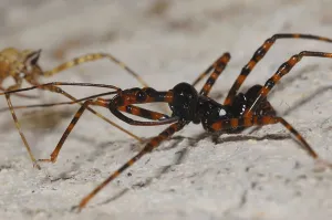 Assassin Bug Drucke: Predatory bug