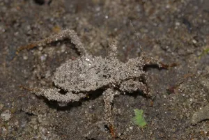 Flying Insect Camouflage Drucke: Predatory bug