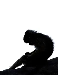 Mammal Animal Photography Drucke: Primate