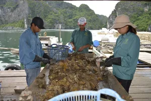 World Natural Heritage Site Asia Drucke: Processing, shells, pearl farm