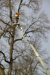 Deciduous Tree Care Drucke: Pruning