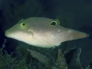 A pufferfish with a unique pattern