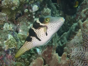 Deserted Dive Site Photos Drucke: Pufferfish with unique pattern