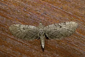 Central Europe Animal Breeds Drucke: Pug butterfly (Eupithecia)