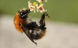 Bumblebee Photography Drucke: Pull-ups