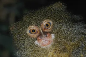 Verwandte Bilder Drucke: Pygmäen Marmoset (Cebuella pygmaea)